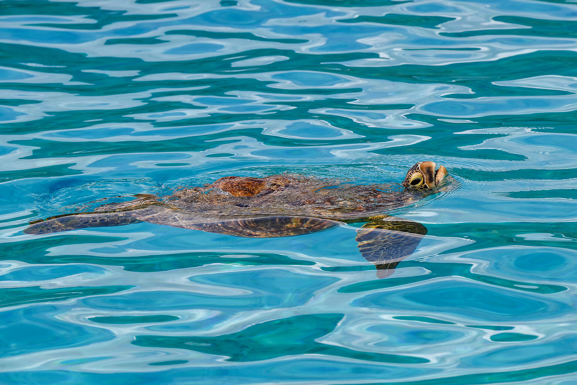 No-3380_N090422_Moorea_Tortuequirespire©StudioPONANT-Thibault Garnier.JPEG