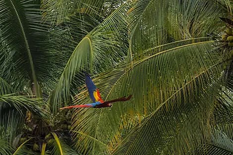 21 Jan 27 - Golfito