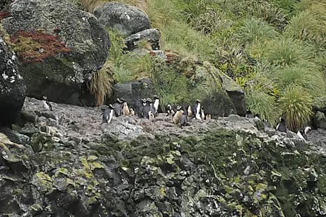 10 Jan 26 - Antipodes Islands