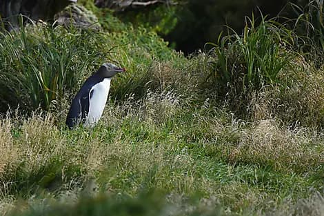 3 Jan 26 - Enderby Island, Auckland Islands