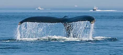 8 Aug 26 - Tadoussac