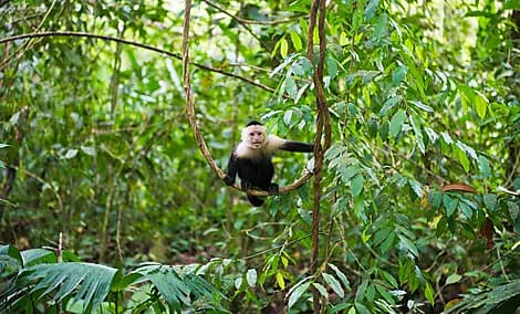 31 Dec 26 - Manuel Antonio National Park