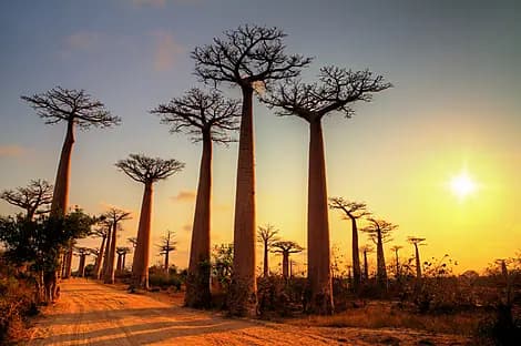 13 Mar 26 - Morondava