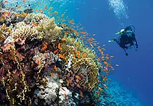 Diving & initiation dive