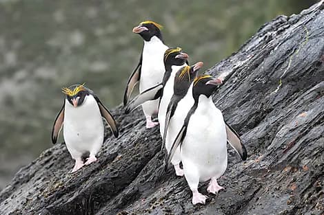 5 Jan 26 > 6 Jan 26 - Macquarie Island
