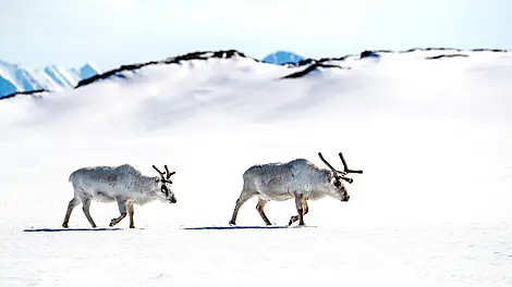 11 Jun 26 - Soraust-Svalbard Nature Reserve