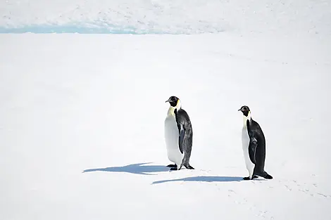16 Nov 25 > 21 Nov 25 - The Weddell Sea exploration