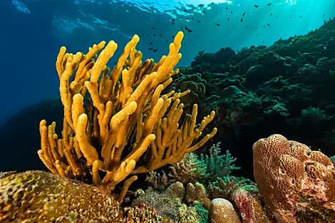 10 Dec 25 - Barat Daya Islands
