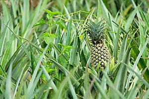 The 3 pinus hike