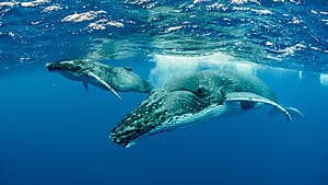 Ocean addict whale expedition