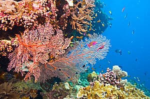 Coral garden drift snorkeling