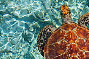 Sail & snorkel