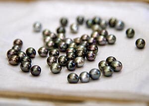 Black pearl farm
