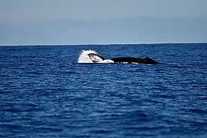 Whale watching expedition