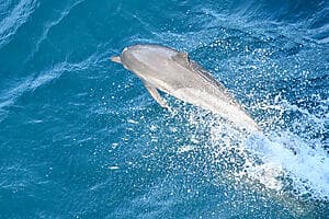 Whale watching with Manahau