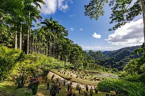 FLAVOURS OF MARTINIQUE