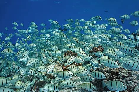 6 Oct 26 - Makatea, Tuamotu Islands