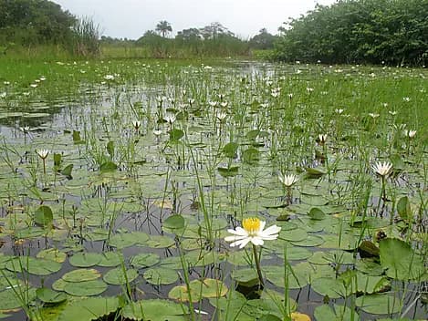 24 Dec 26 - Orango Island, Bijagos