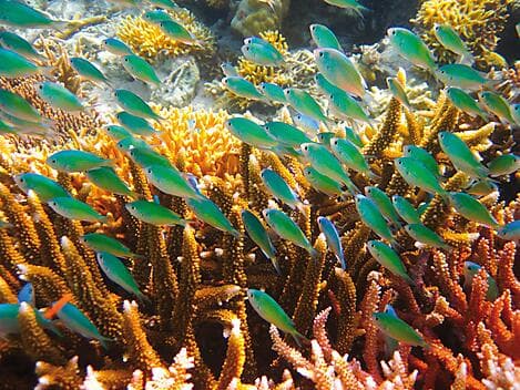 8 Mar 26 - Lamotrek Atoll