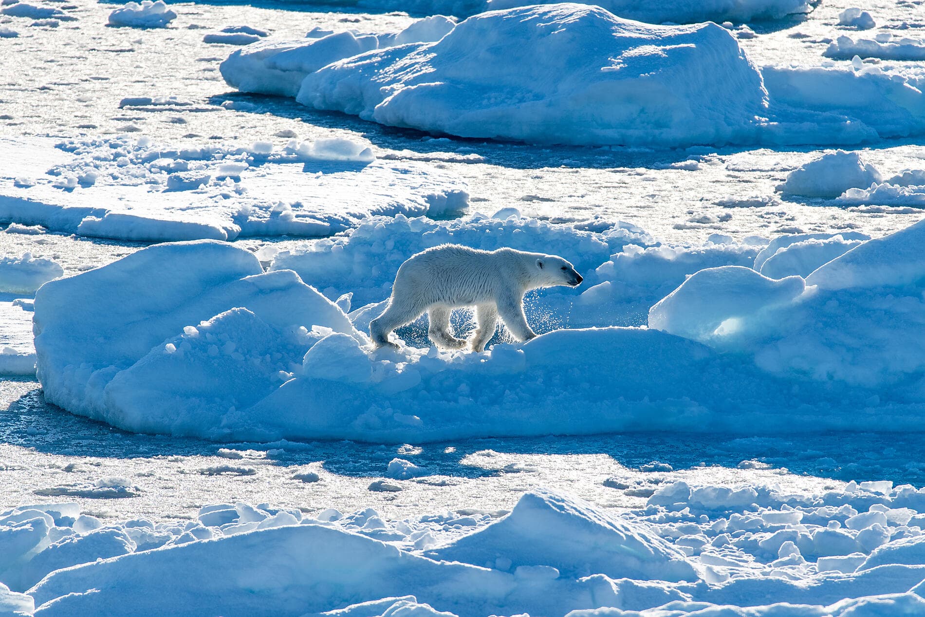 Transarctic, the Quest for the Two North Poles ©morgane_Lanco/StudioPONANT
