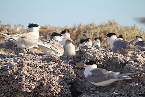 10 Aug 26 - Abrolhos Islands Marine Park