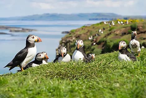 22 May 26 - Lunga, Treshnish Isles