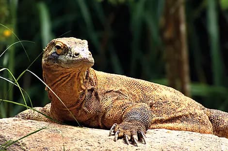 7 Dec 25 - Komodo National Park