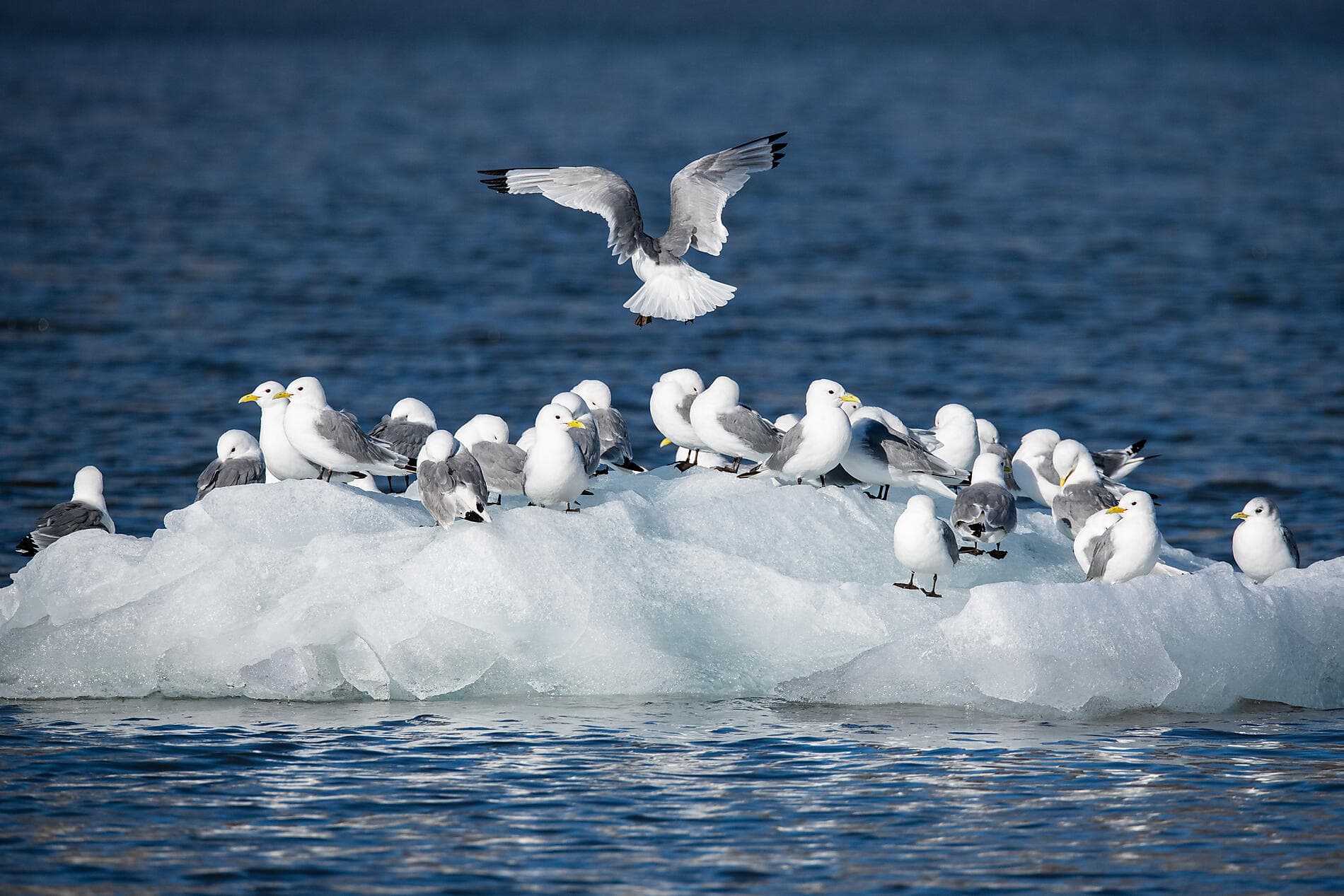 From Svalbard to Iceland: A Polar Odyssey 
