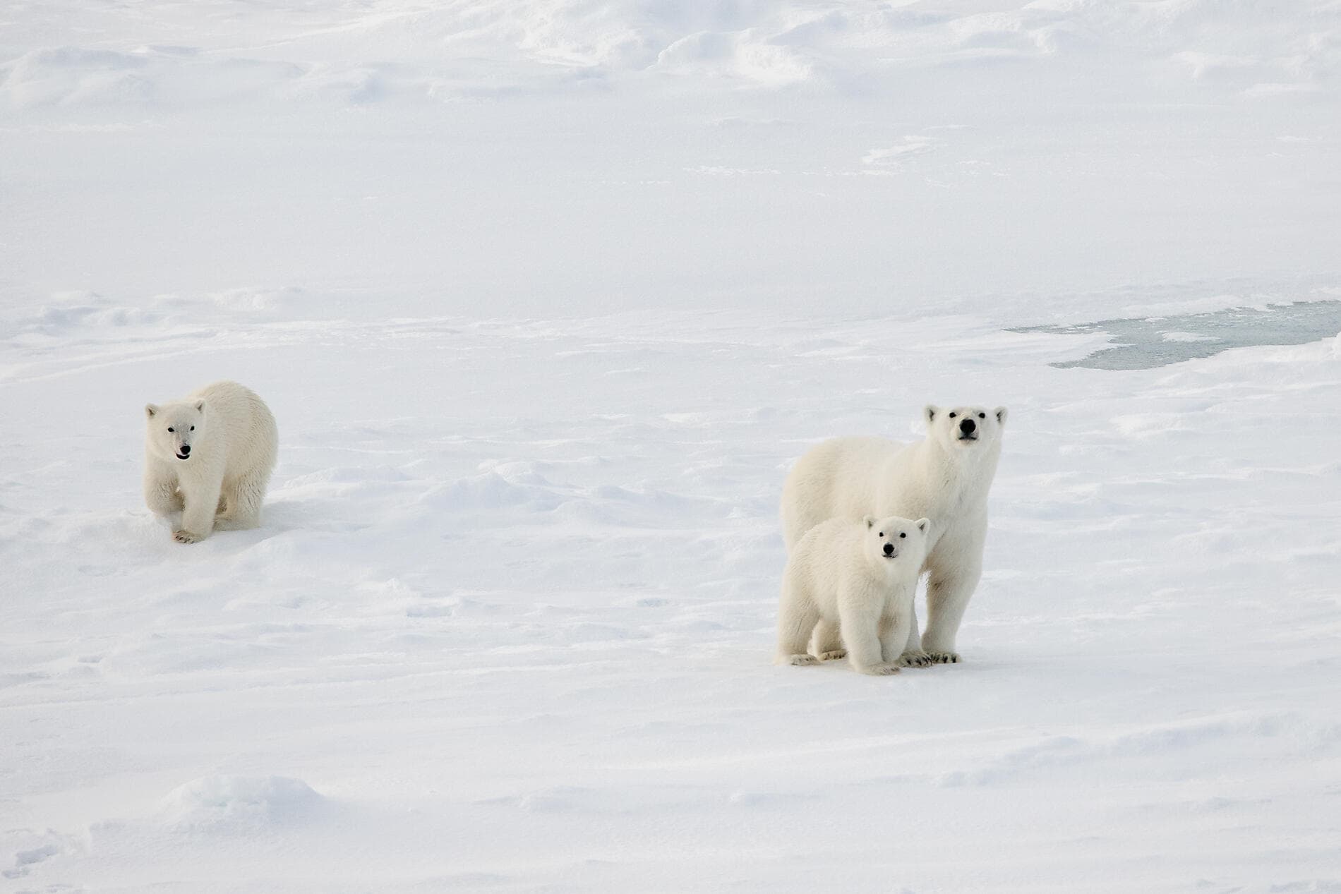 Transarctic, the Quest for the Two North Poles 