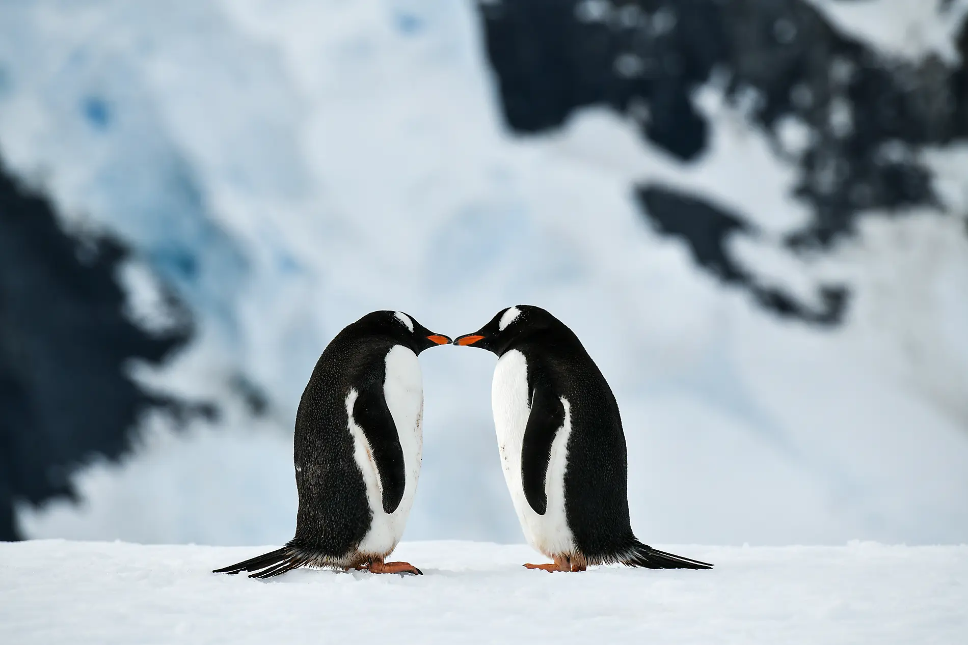 Emblematic Antarctica 