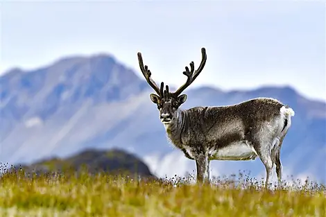 24 Jul 26 - South-West Region of Spitsbergen