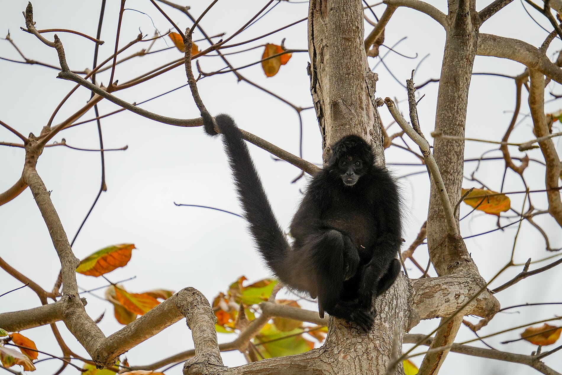 Natural Sanctuaries & Heritage of the Caribbean 