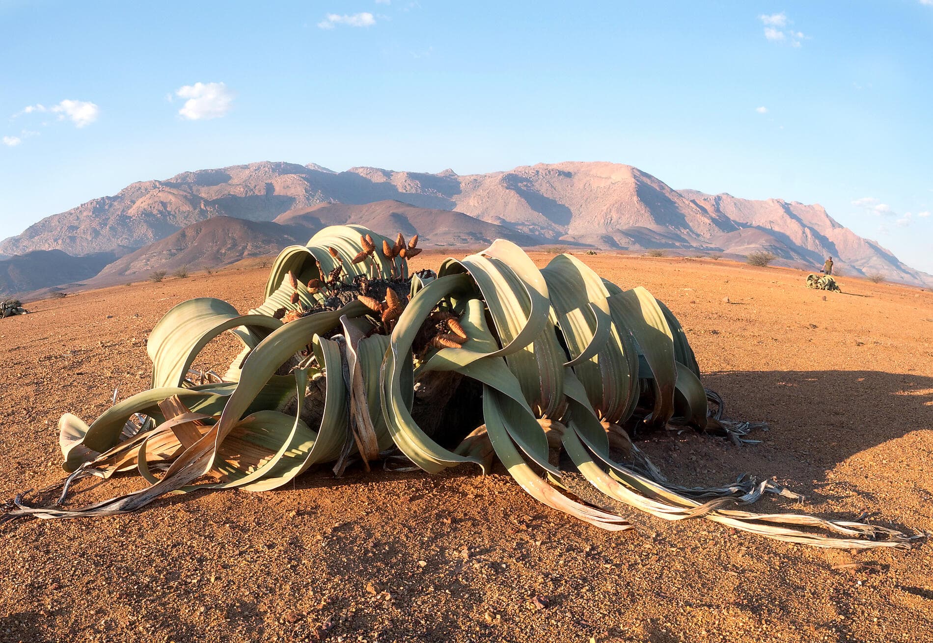 Namibian & South African Coastlines 