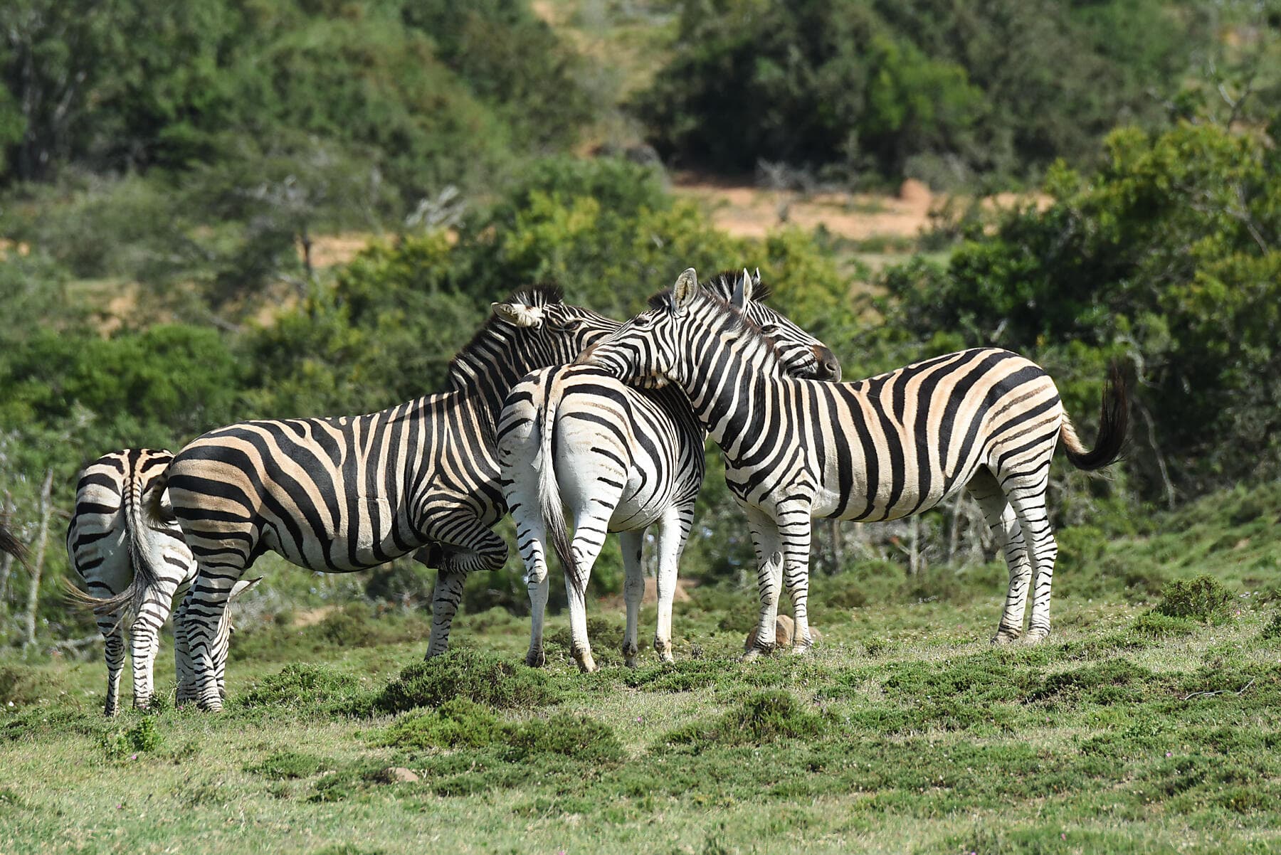 Namibian & South African Coastlines 