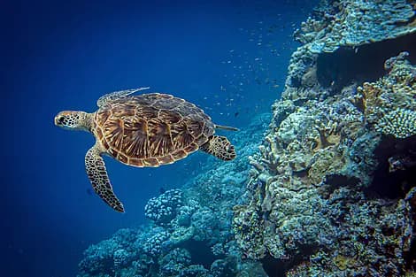 18 Jan 26 - Baie Ternay Marine National Park