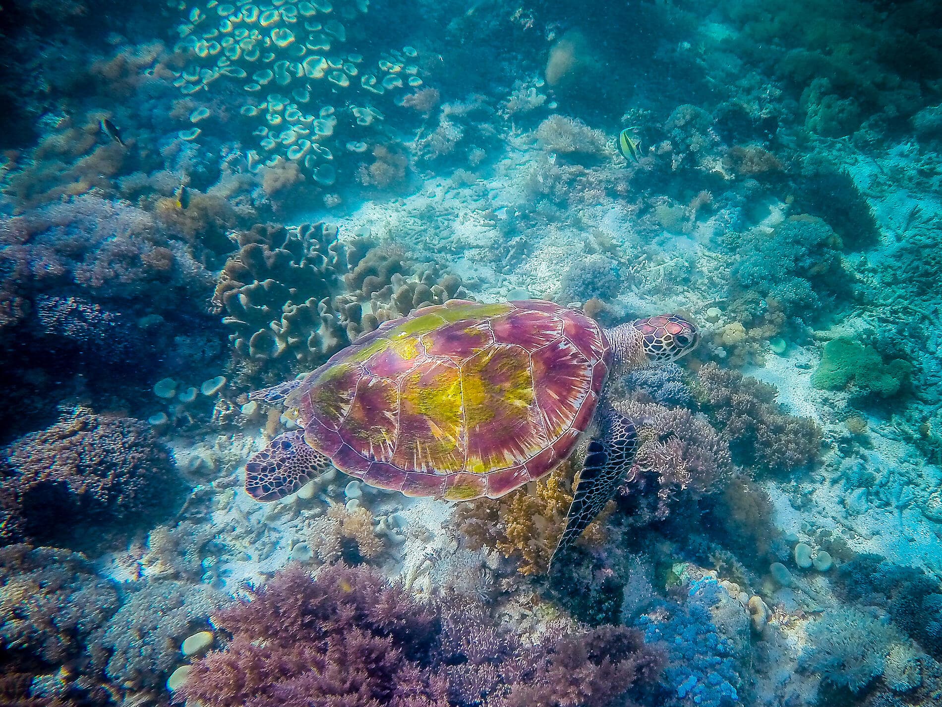 Island Treasures of Indonesia & East Timor 