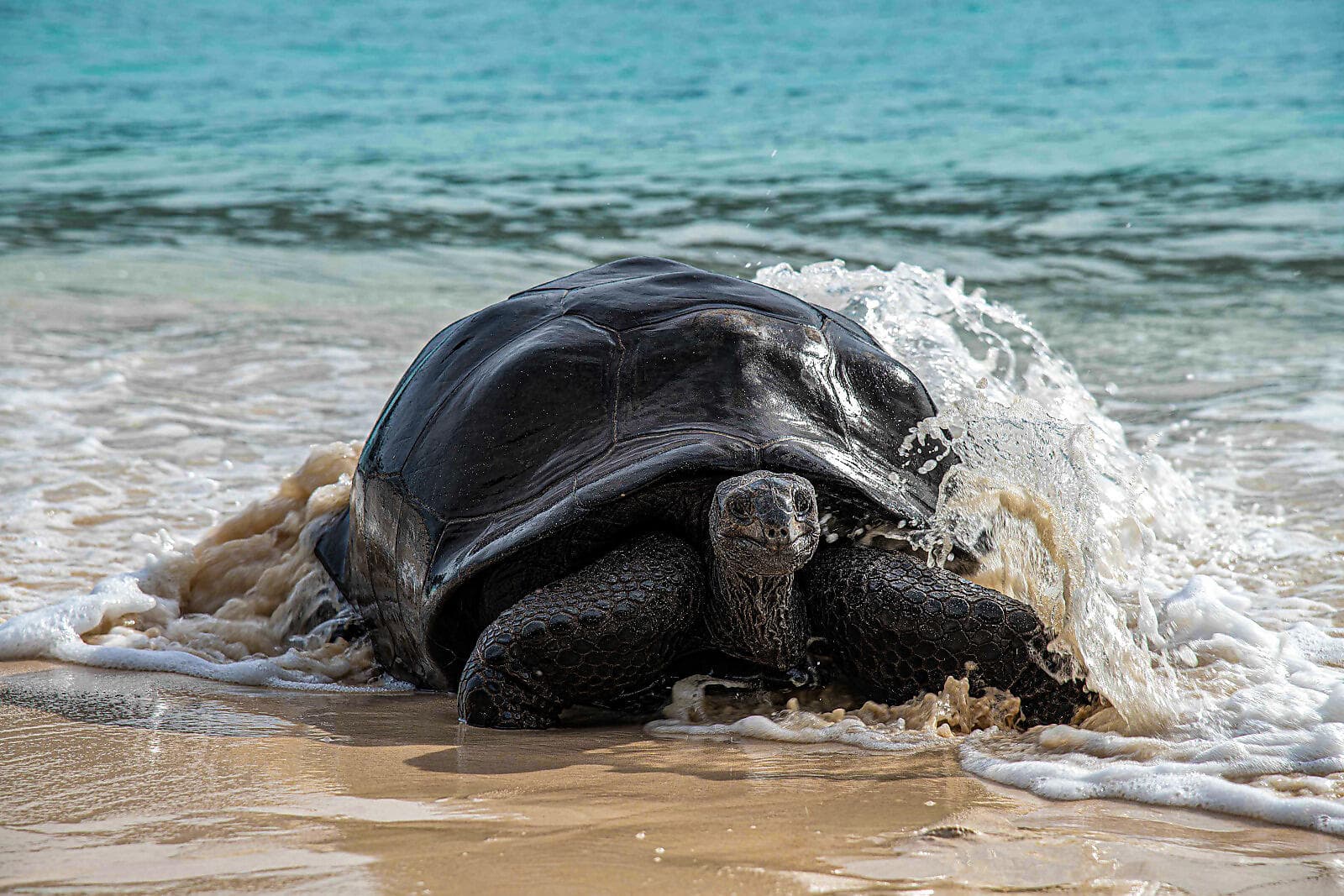 Madagascar and Seychelles: Natural Treasures of the Indian Ocean – with Smithsonian Journeys 