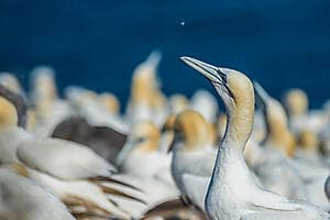 Bonaventure Island and its gannets