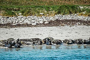 Wildlife sea safari