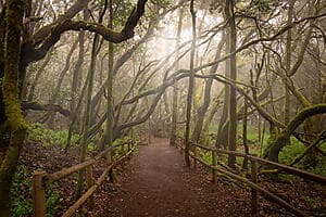 Walking in Garajonay National park