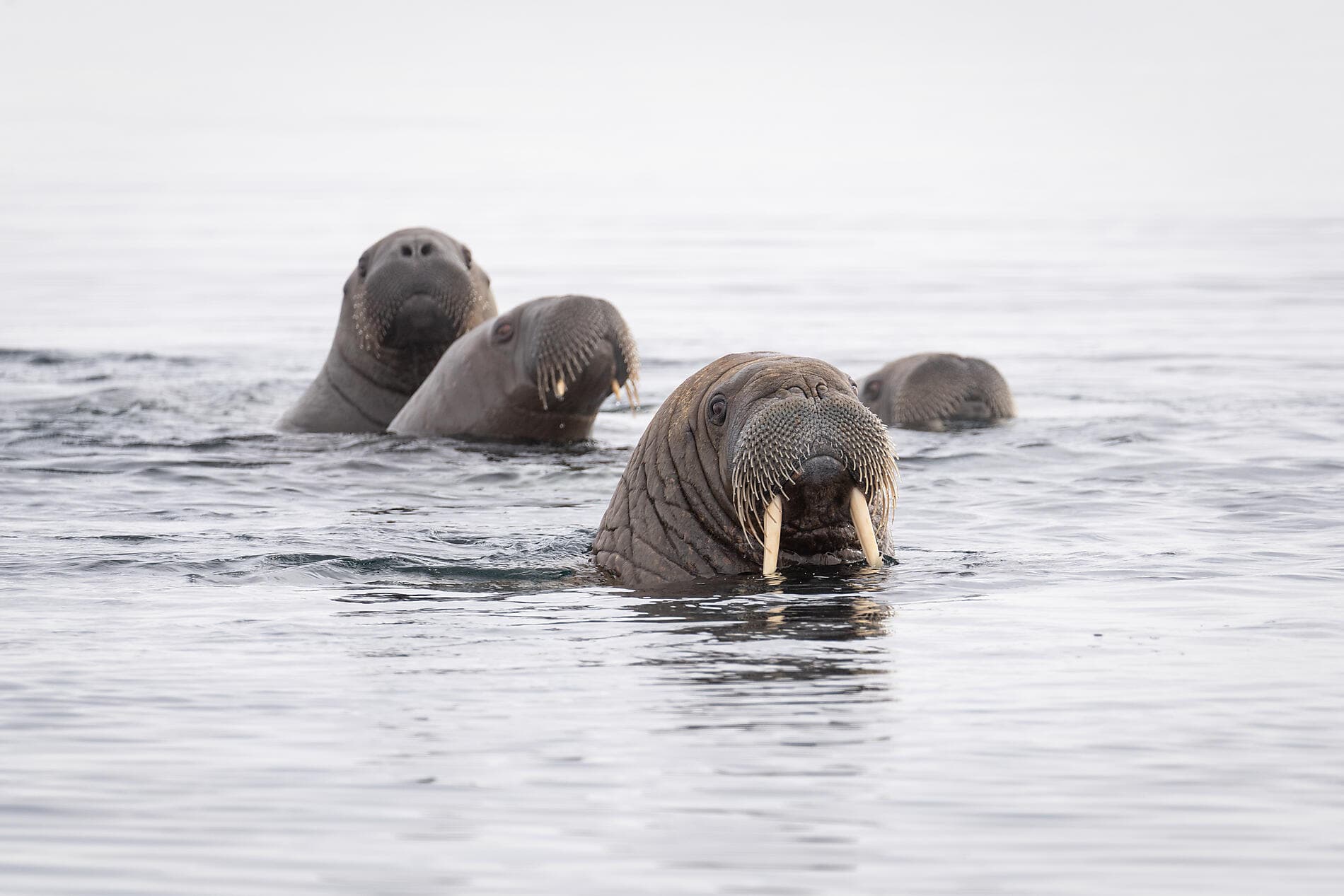 In the ice of the Arctic, from Greenland to Svalbard 