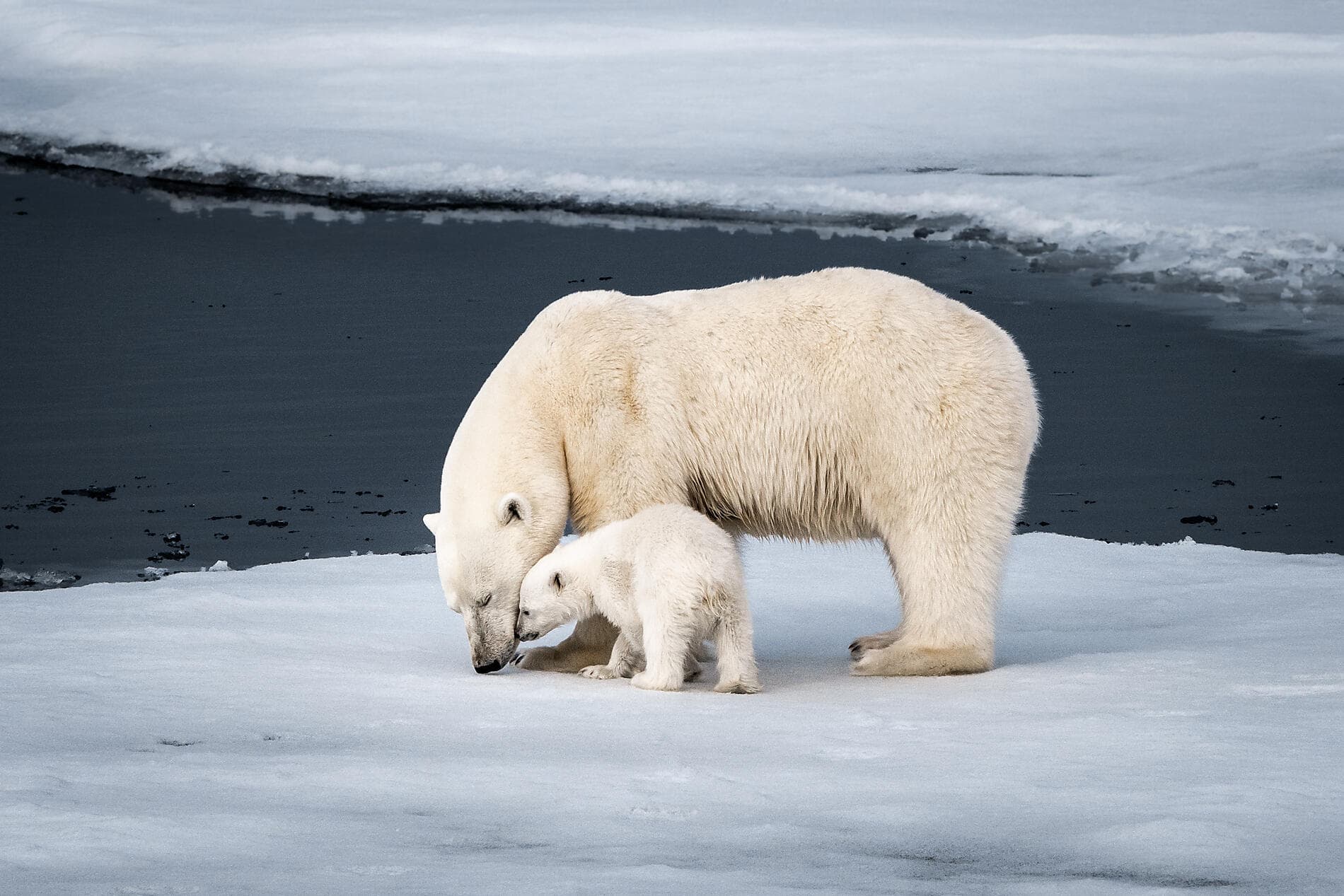 In the ice of the Arctic, from Greenland to Svalbard 