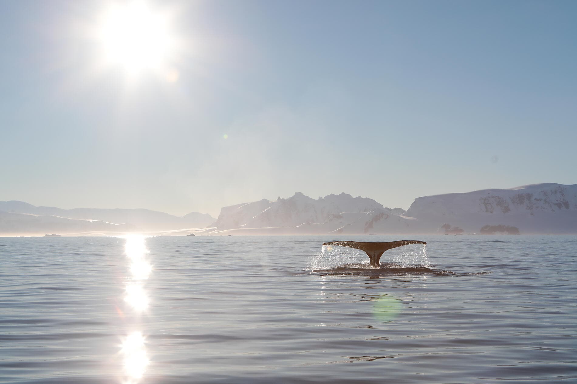 In the ice of the Arctic, from Greenland to Svalbard 