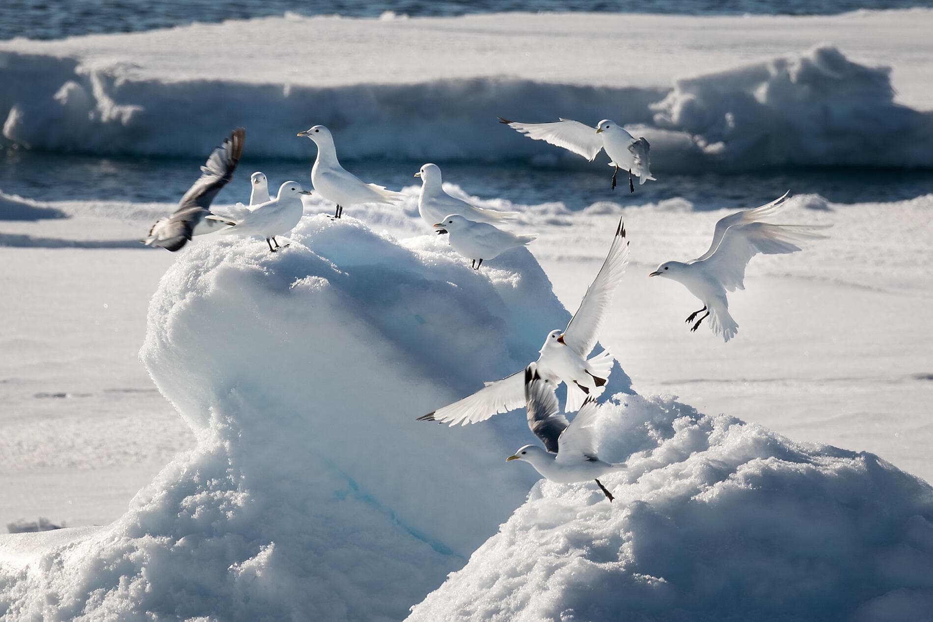 Disko Bay: Meeting the Inuit & Discovering the Unknown 