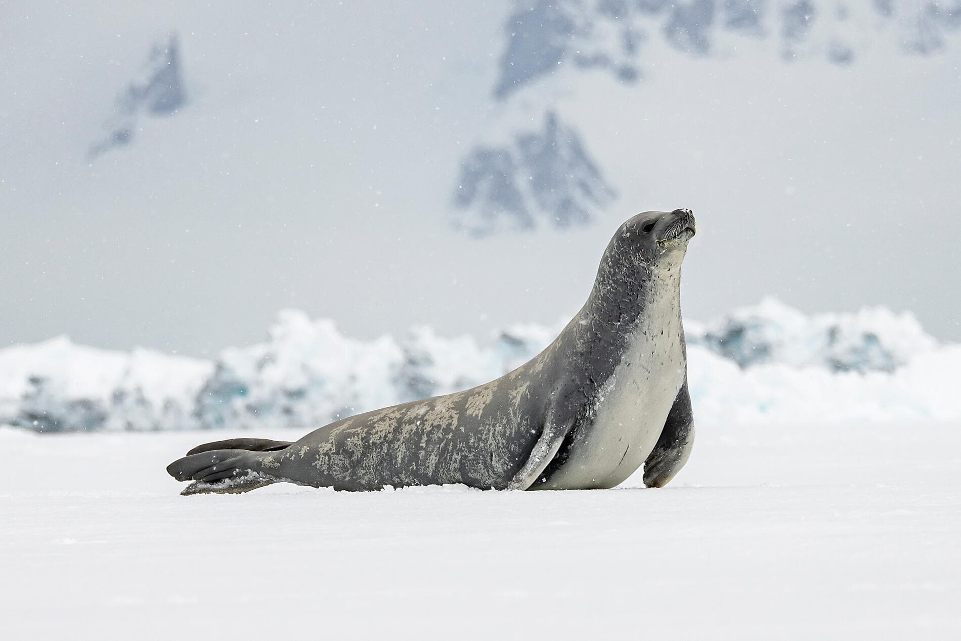 Beyond the Antarctic Circle – In the Wake of Jean-Baptiste Charcot 