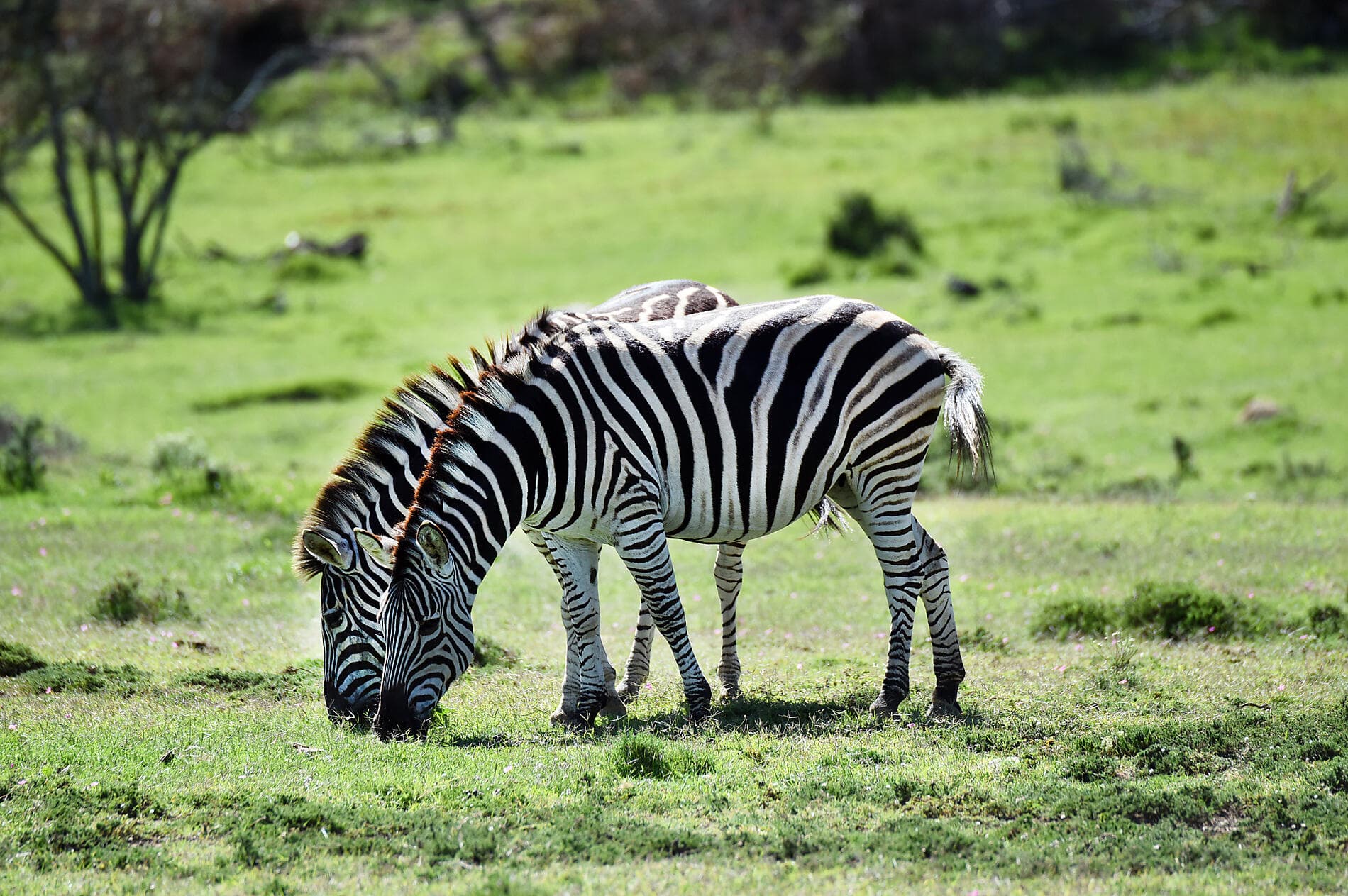 South Africa and Namibia by Sea: Around the Cape of Good Hope - with Smithsonian Journeys 