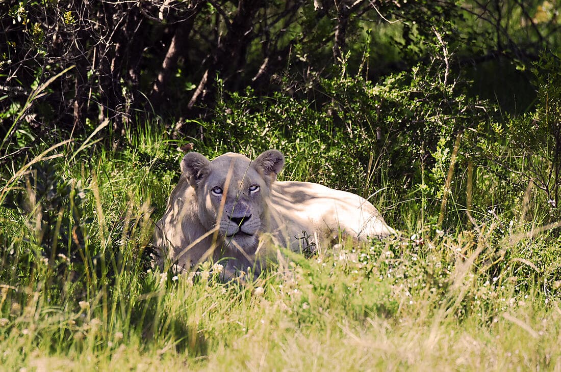 South Africa and Namibia by Sea: Around the Cape of Good Hope - with Smithsonian Journeys