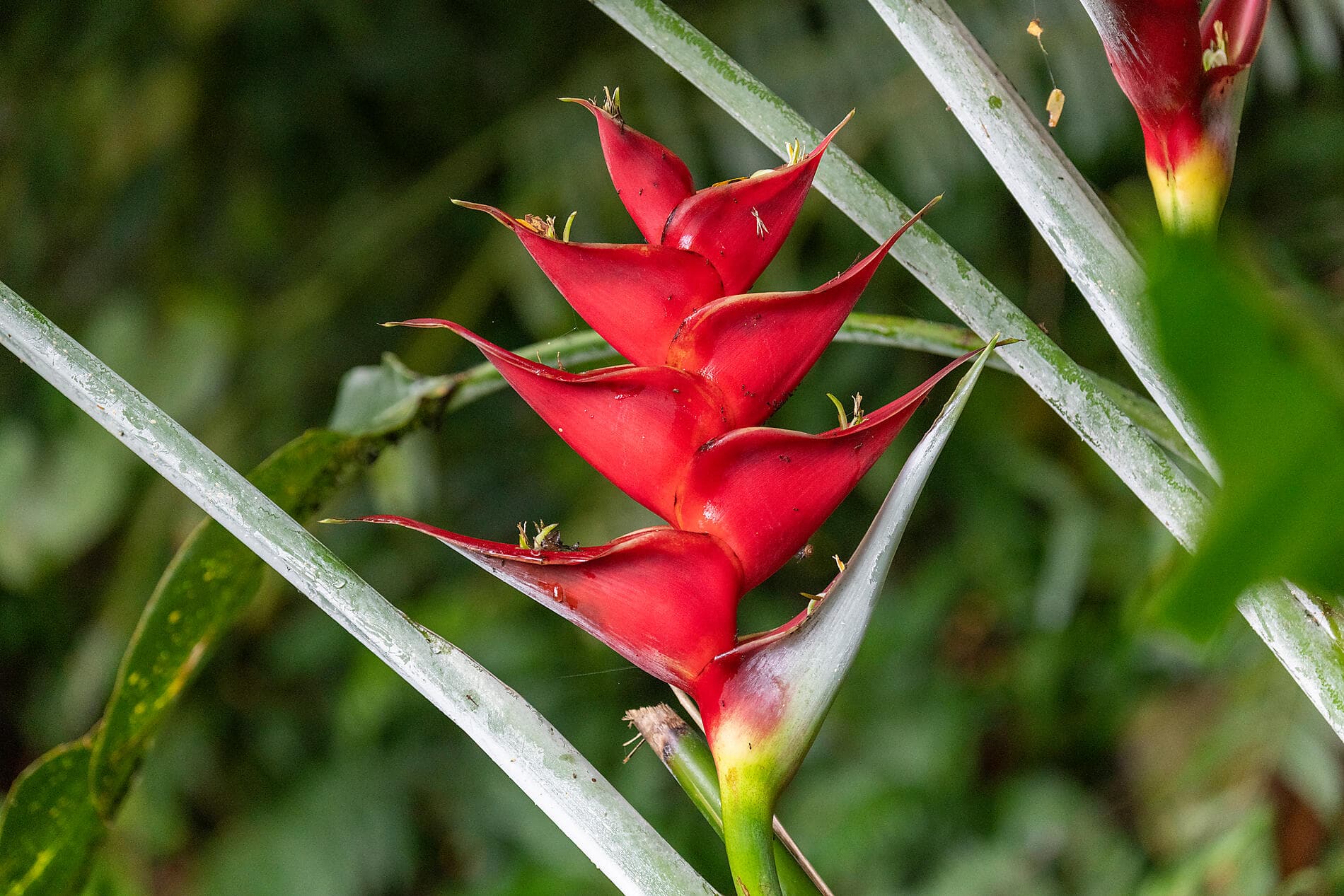 Cook Islands & Society Islands  