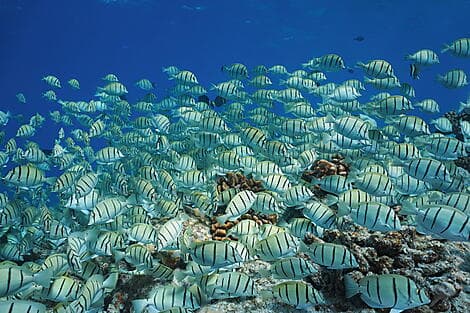 1 Nov 26 - Rangiroa, Tuamotu Islands