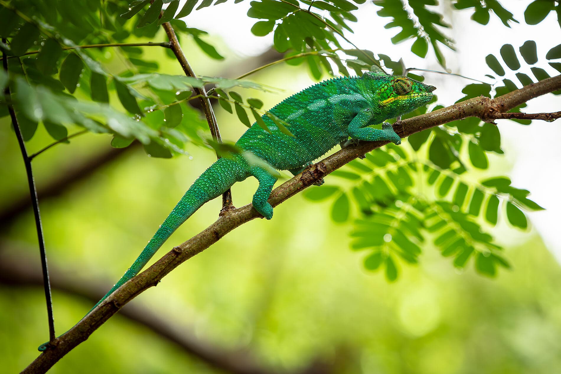 From Madagascar to the Seychelles, unsuspected Islands 